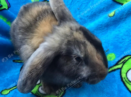 Ready Now Mini lop X Angora Bunnies