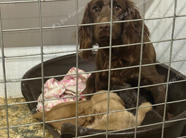 Sprocker