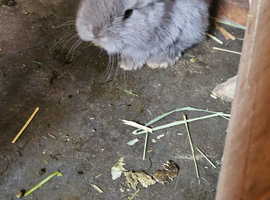 Min lop baby's