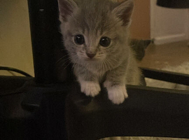 5 kittens