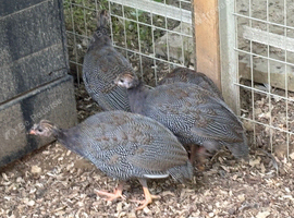 2 month old Keets