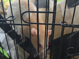 2 female rats