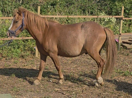 4 year old stallion
