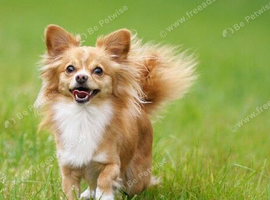 Lovely girl chihuahua