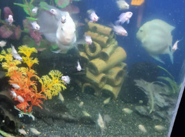 Parrotfish babies