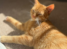 2 male cats
