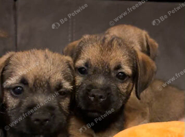Border terrier puppies KC Registered