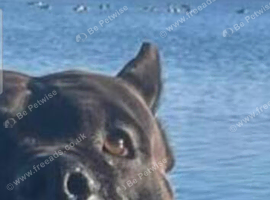 American bully boy