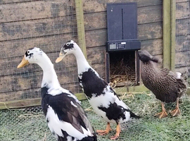 Indian Runner duck Hatching eggs