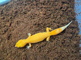 Sunglow leopard gecko  for sale