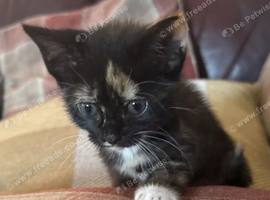 Adorable female tortoiseshell kitten