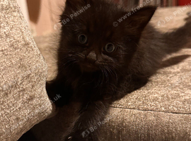 Beautiful little mixed kittens!
