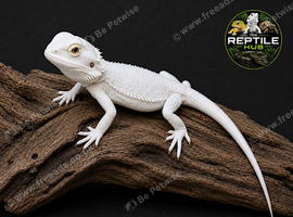 Bearded Dragon Baby