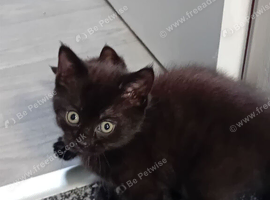 Adorable kittens