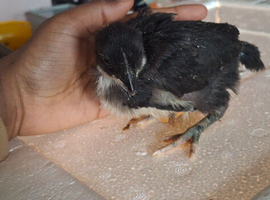 Ayaam cemani x leghorn chicks