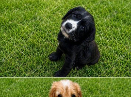 Cocker spaniel puppy&rsquo;s
