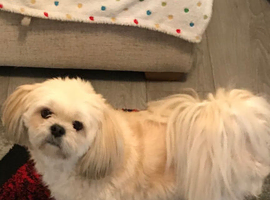 Lhasa apso or a Shih Tzu prefer a female definitely not apuppy up to 7or 8 years old