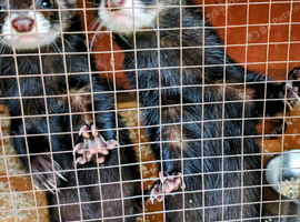 Polecat sisters