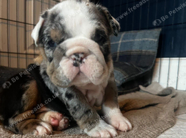 Kc English bulldogs last 2 left