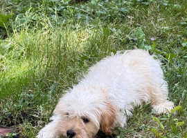 Male cockapoo puppy for sale