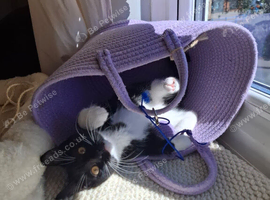 Female Tuxedo Kitten Looking for a Loving Home