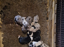 blue merle border collie pups