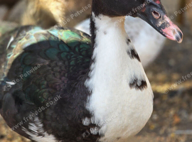 Muscovy ducks