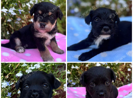 Beautiful Terrier Mix Puppies &ndash; Family Bred & Raised