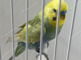 RING NUMBER 28 BLACK RING 2025 BRED RAINBOW COCK BUDGIE