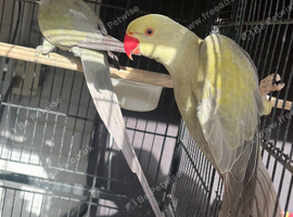 Pair of Ringnecks