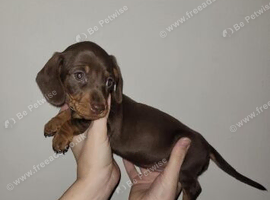 Miniature dachshund