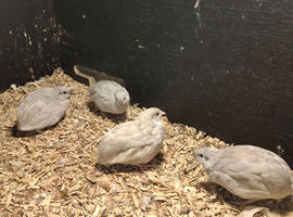 Silver Chinese Painted Quail