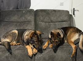 German Shepherd puppies for sale (Girls and boys)