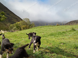 Collie pups 8 weeks old
