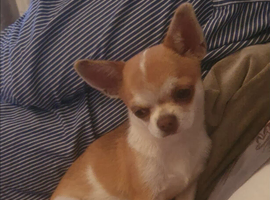 Small boy Chihuahua for sale.