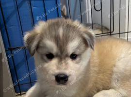 Siberian husky puppies