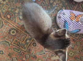 3 x Half bengal kittens for sale