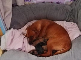 Mixed breed puppies
