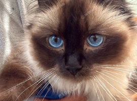 Ragdoll mixed kitten