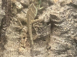 Water Dragon at Birmingham Reptiles
