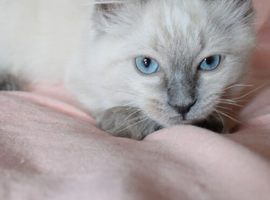 Fully Vaccinated