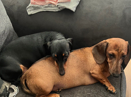 2 miniature dachshunds