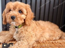 One Adorable miniature F1 red Cavapoo male