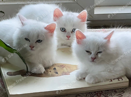 Persian kittens for sale