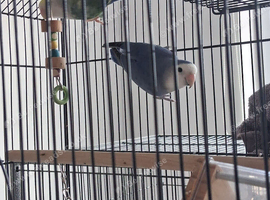 Love birds