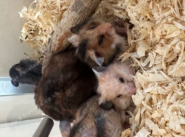 Syrian hamster babies