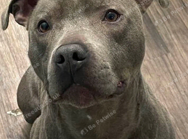 Male Blue Staffy