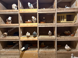 Iranian pigeon