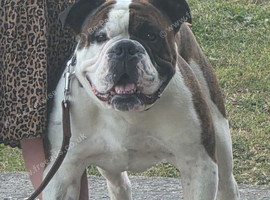 BJOURN IRONSTAND STUD N.E.R.B
