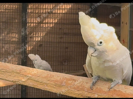 Breeding pair Ducorps